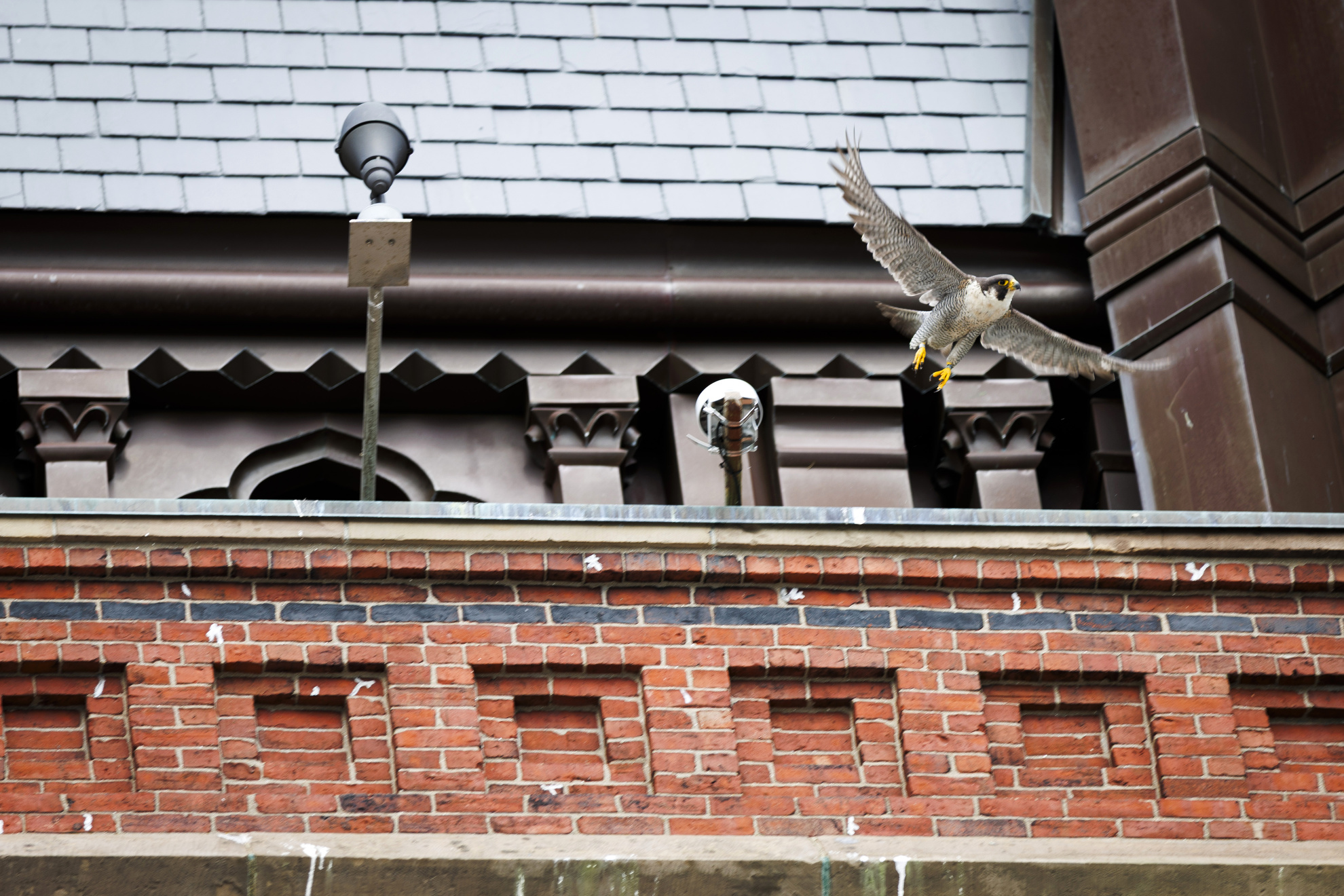 A nest cam has been set up to livestream a pair of peregrine falcons atop the Memorial Hall tower.