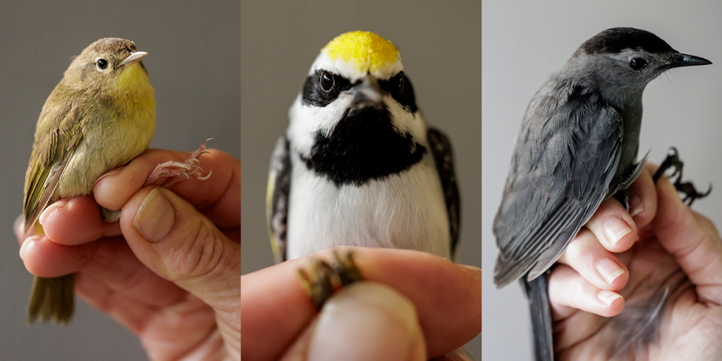 Soaring Journeys: The Marvels of Avian Migration