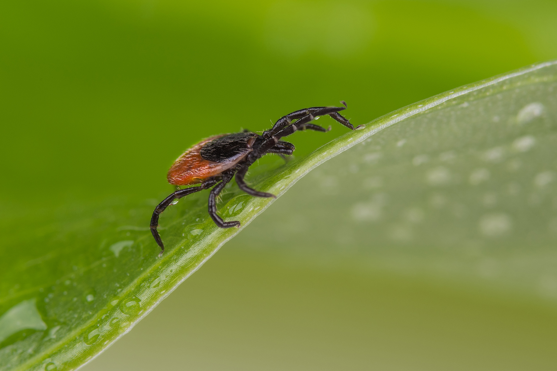 Deer tick resting on a leaf.