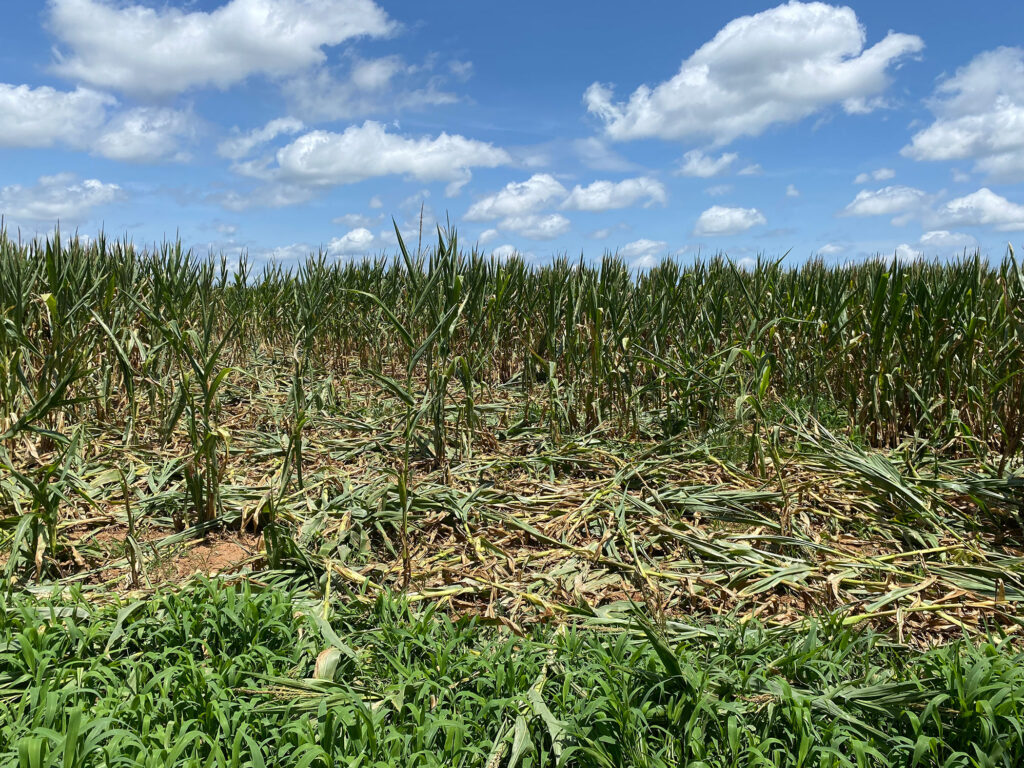 A corn field devastated by wild pigs.
