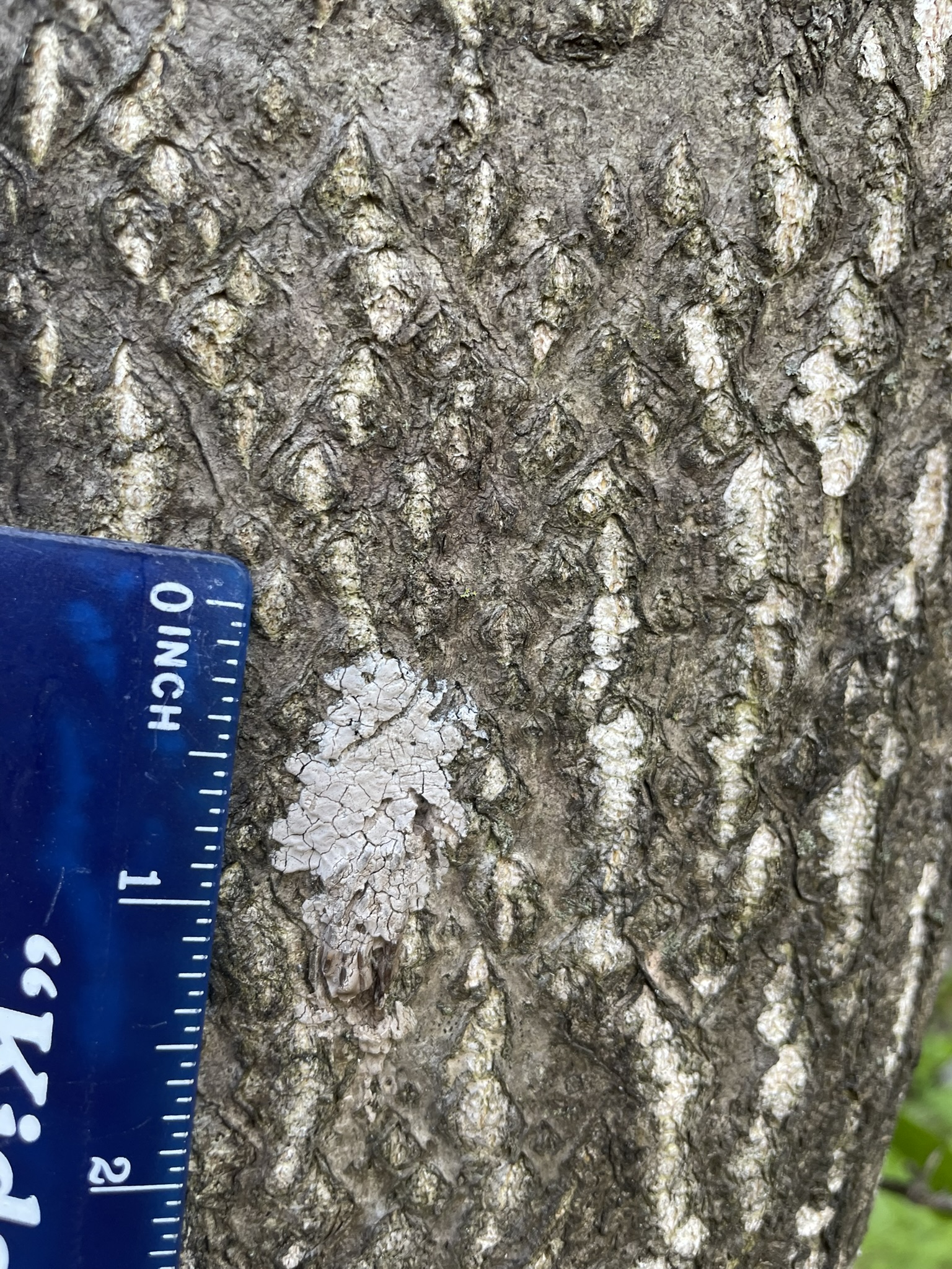 A spotted lanternfly egg mass is shown on a tree.