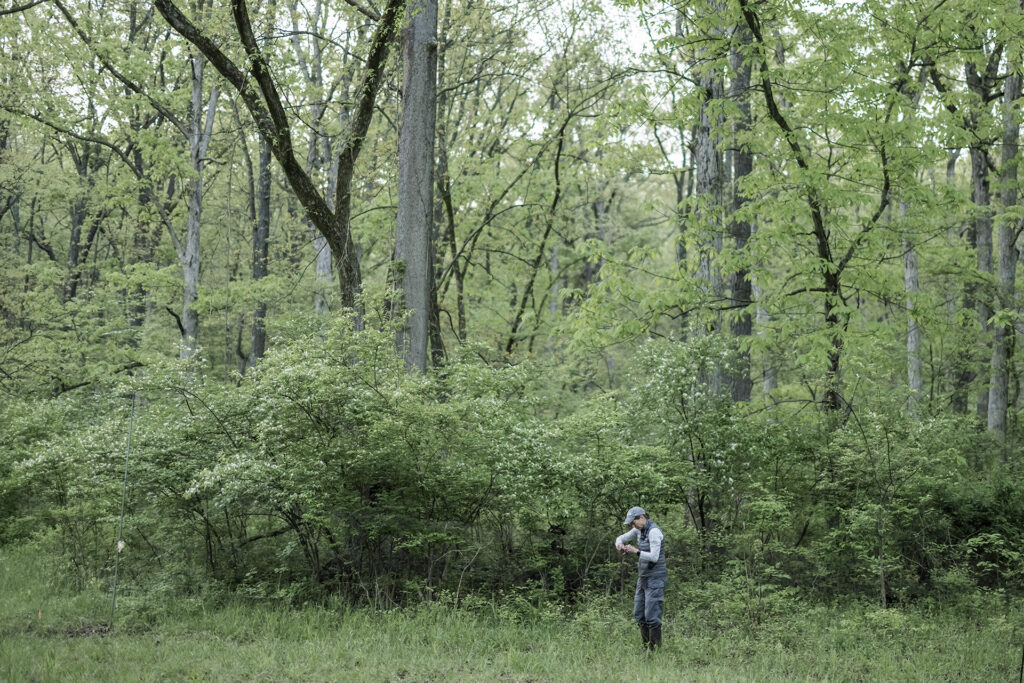 Soaring Journeys: The Marvels of Avian Migration