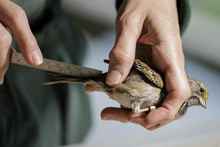 Soaring Journeys: The Marvels of Avian Migration