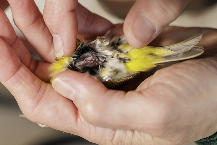 Soaring Journeys: The Marvels of Avian Migration