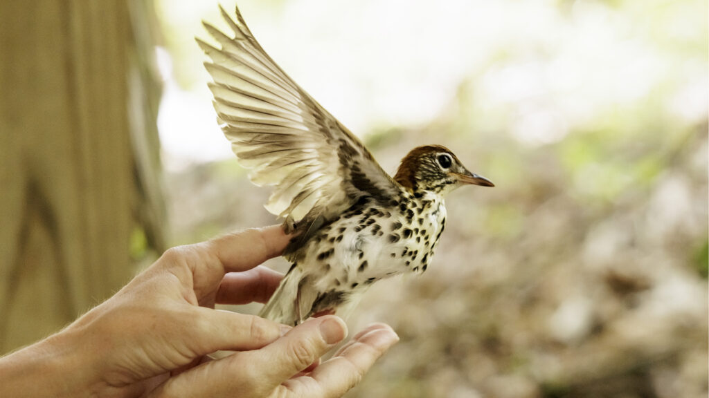 Soaring Journeys: The Marvels of Avian Migration