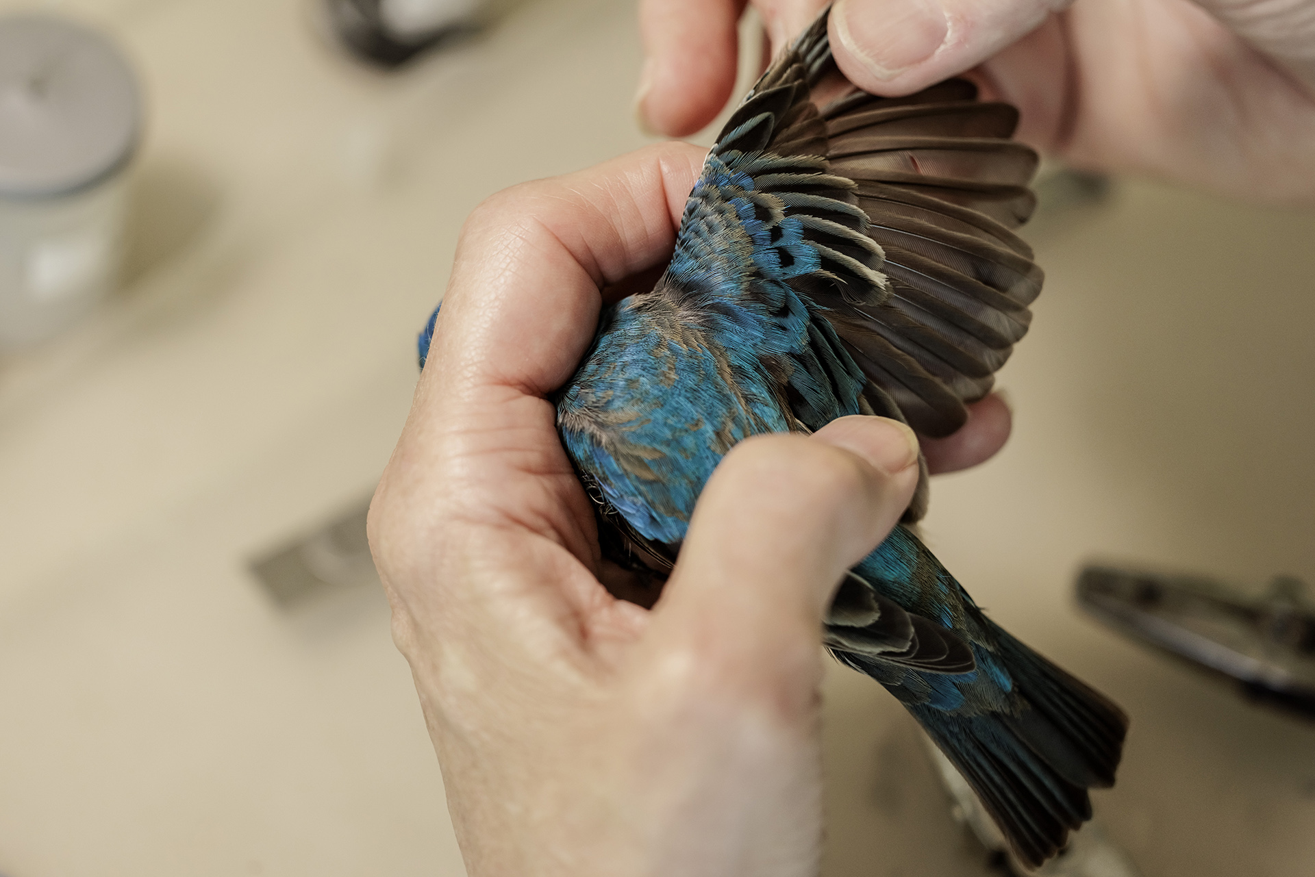 Soaring Journeys: The Marvels of Avian Migration