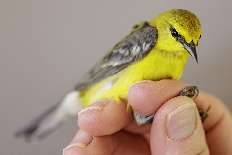 Soaring Journeys: The Marvels of Avian Migration