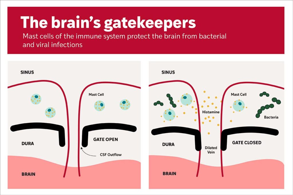 Brain&#8217;s Defenders: How Immune &#8220;Bouncers&#8221; Ward Off Infections