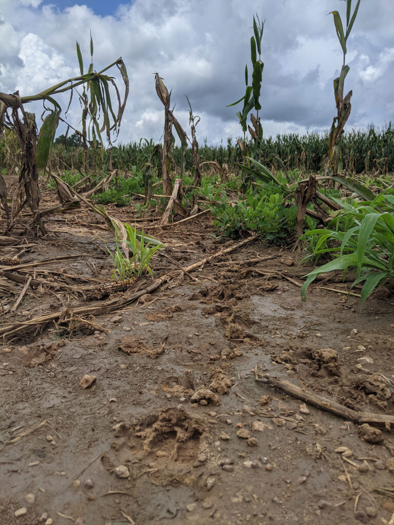 A close-up image depicting agricultural damage inflicted by wild pigs.