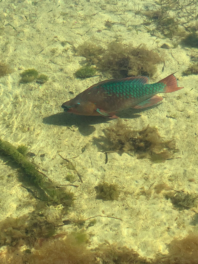 A rainbow parrotfish off the Florida Keys