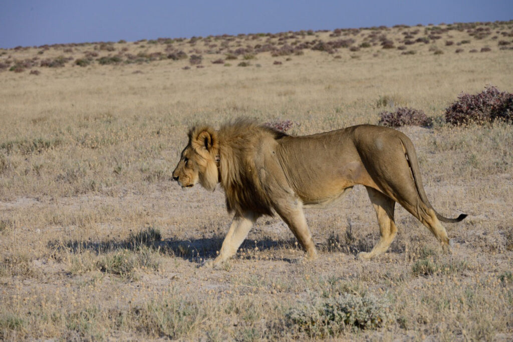 A male lion with a GPS tracking collar on walks through grassland on a clear, sunny day.