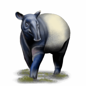 A sketch of an adult Baird's Tapir, a large mammal with a hippo-like body shape.