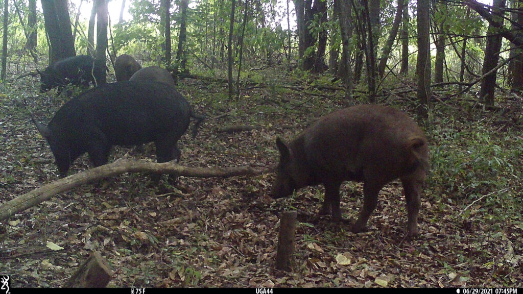 A group of wild pigs rummaging through a forested area.