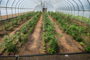 Farm Fresh: Connecting Michigan Communities with Year-Round Produce
