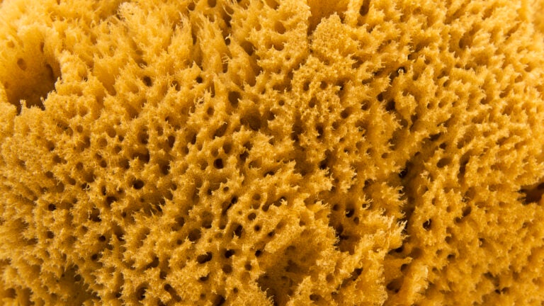 Sponge