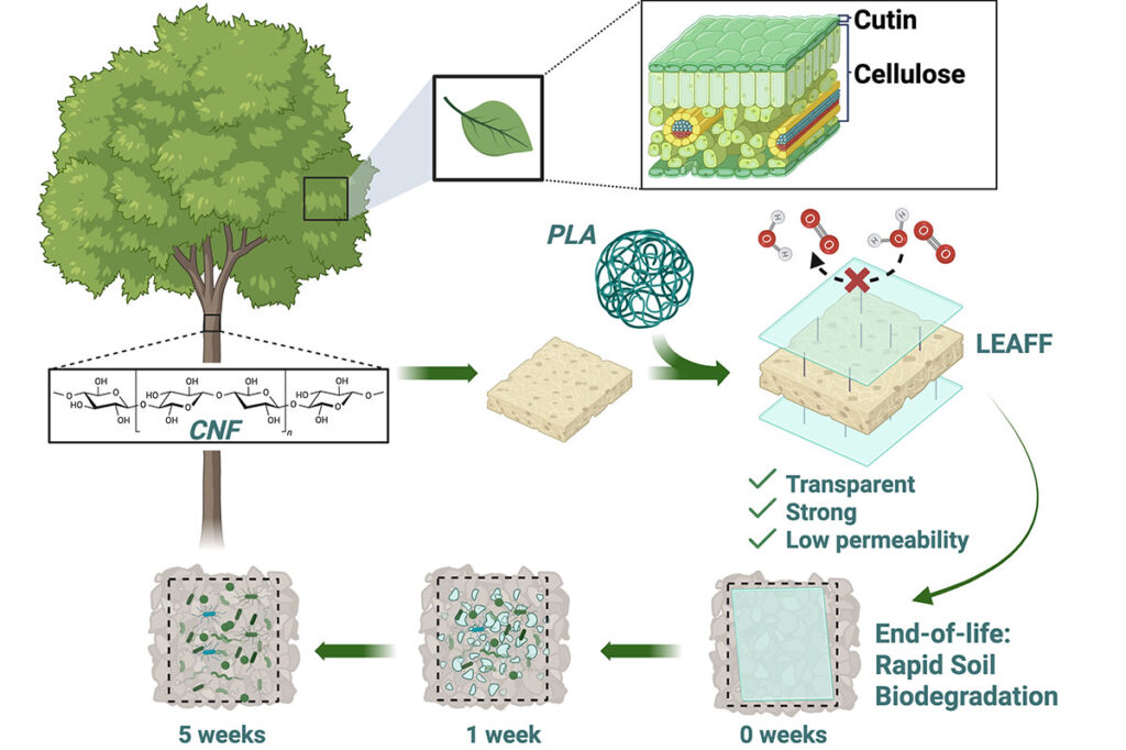 Nature’s Blueprint: Elevating Bioplastics with Leaf-Inspired Design
