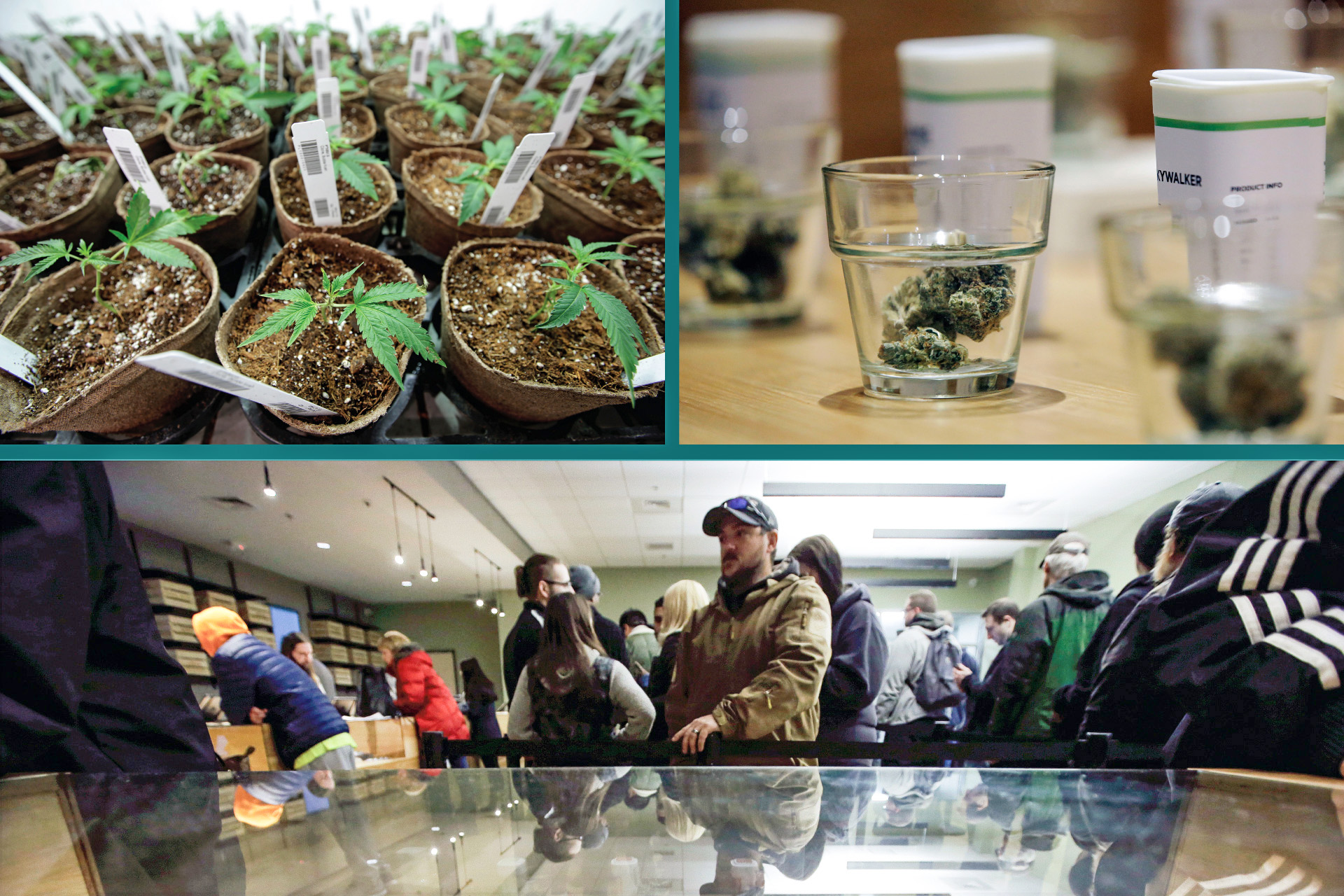 Collage of visuals from cannabis dispensaries and farms in Massachusetts.