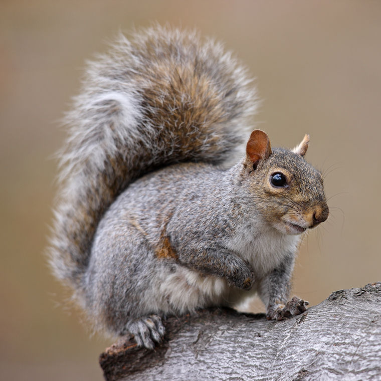 Urban Wildlife Evolution: How Religion, Politics, and Conflict Shape Nature’s Adaptation