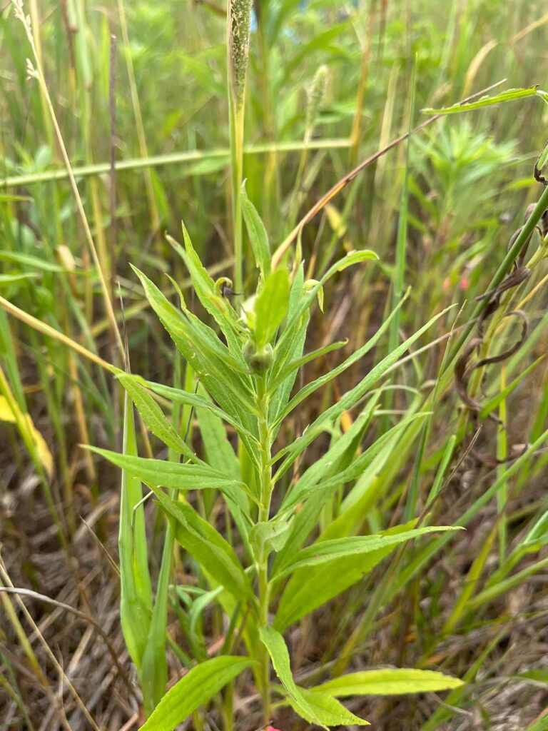 When insects deposit eggs in the tips of goldenrod stems, they can generate a gall shaped like a rosette as a protective first home for their larvae.
