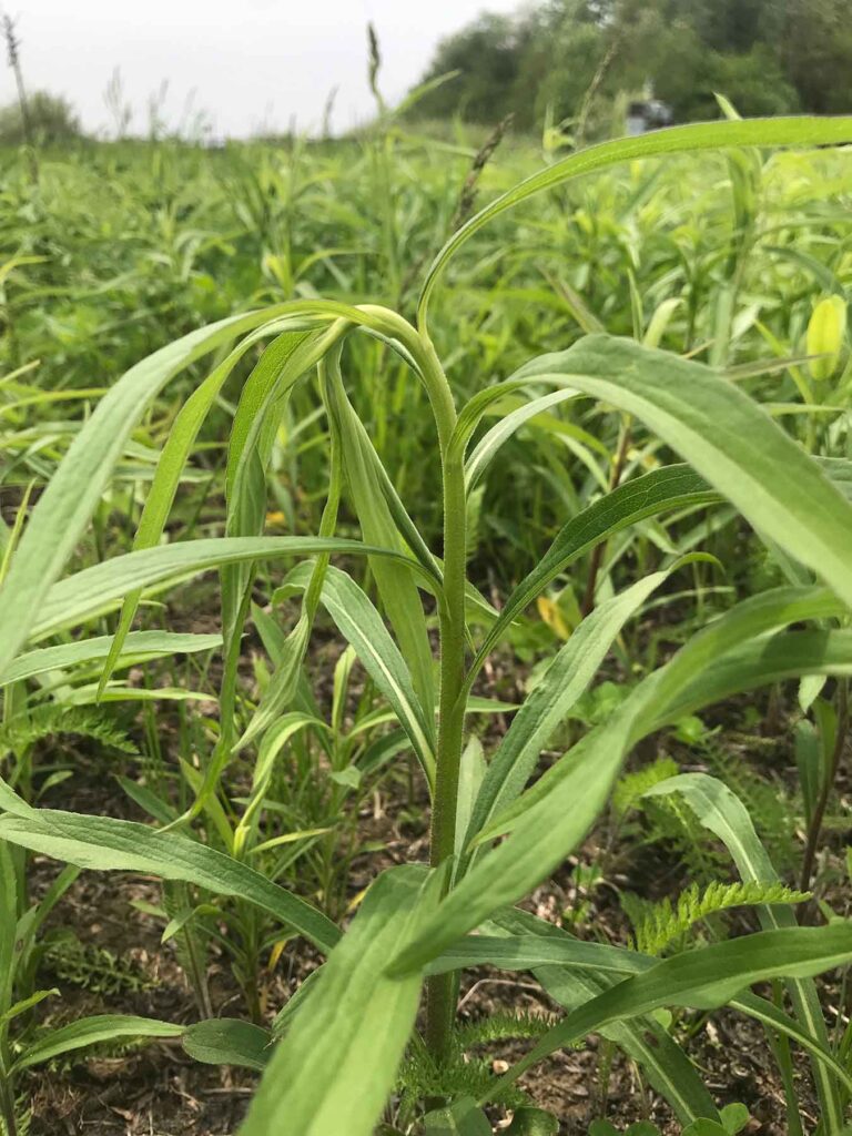 Goldenrods, a plant native to North America, have evolved a defense mechanism: they "nod" as a protective strategy against insects that lay eggs at the tip of their stem.