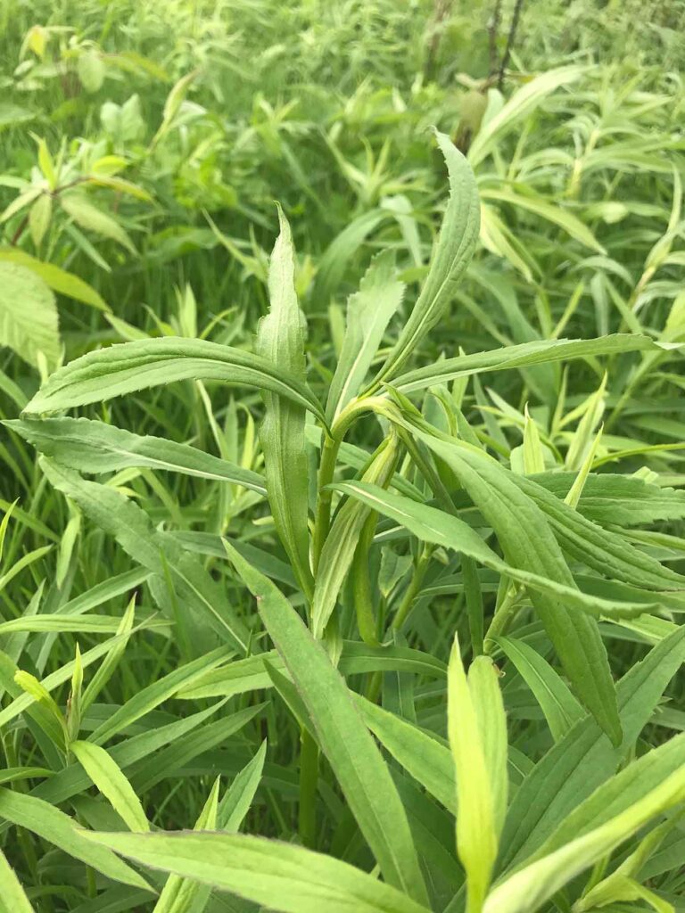 Goldenrods, a plant native to North America, have evolved a defense mechanism: they "nod" as a protective strategy against insects that lay eggs at the tip of their stem.