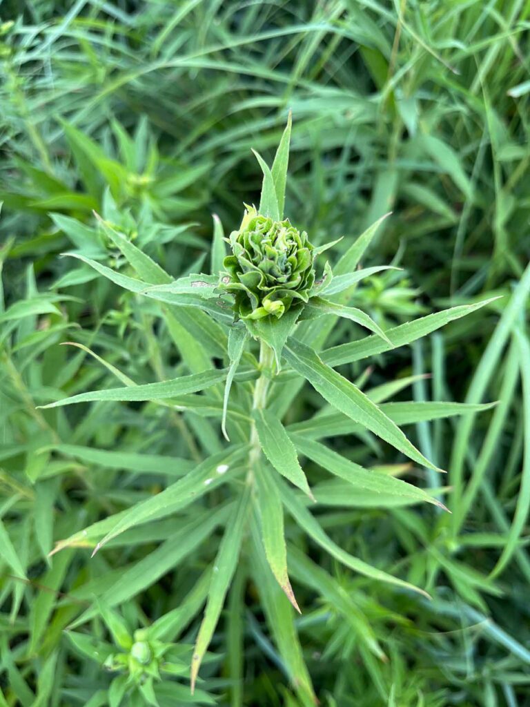 When insects deposit eggs in the tips of goldenrod stems, they can generate a gall shaped like a rosette as a protective first home for their larvae.