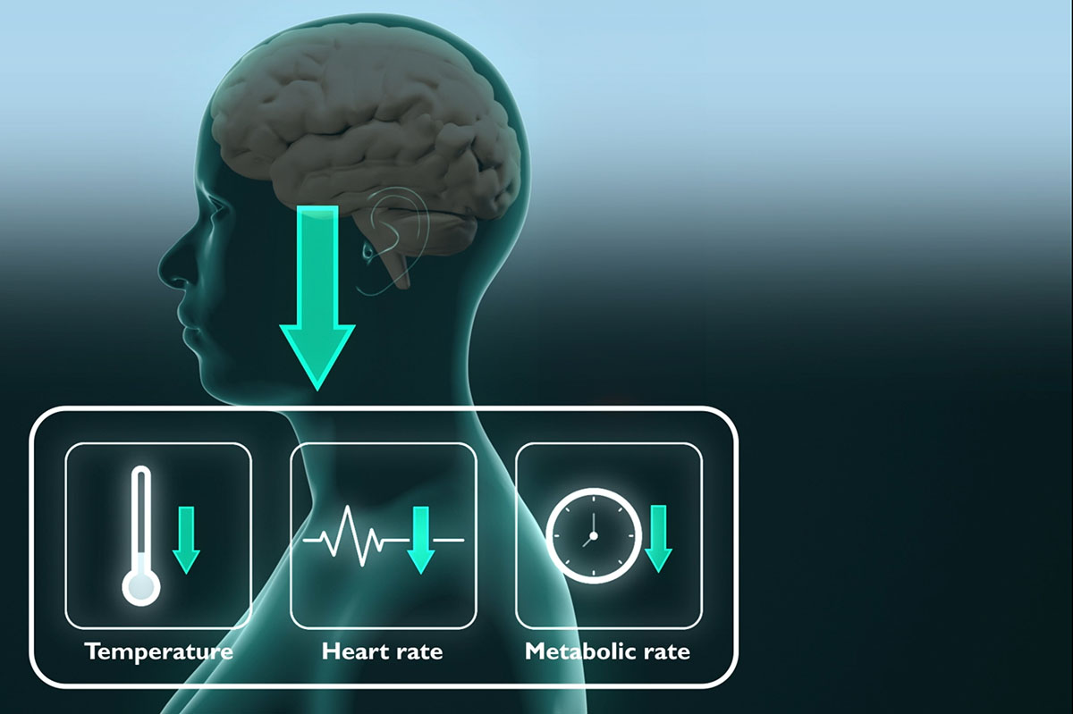 Revolutionizing Medicine: The Potential of Synthetic Torpor