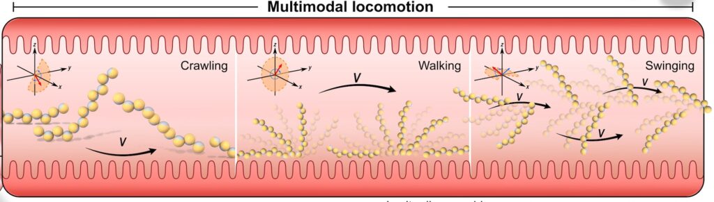 Revolutionizing Medicine: The Role of Microrobots in Precision Drug Delivery
