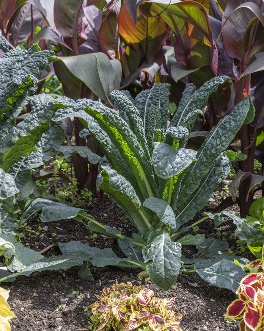 Cultivating Culinary Elegance: The Art of Edible Landscaping