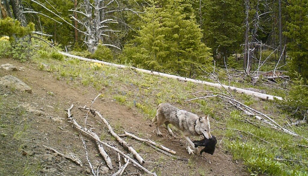 Wolves in Yellowstone Navigate Great Distances with Their Pups to Stay Close to Prey