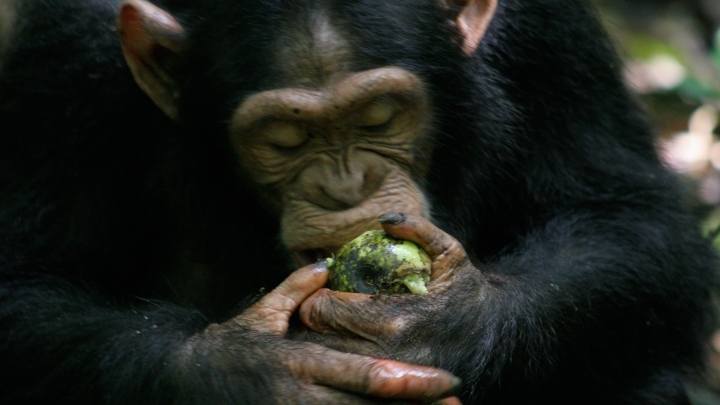 The Curious Connection Between Apes and Our Love for Alcohol