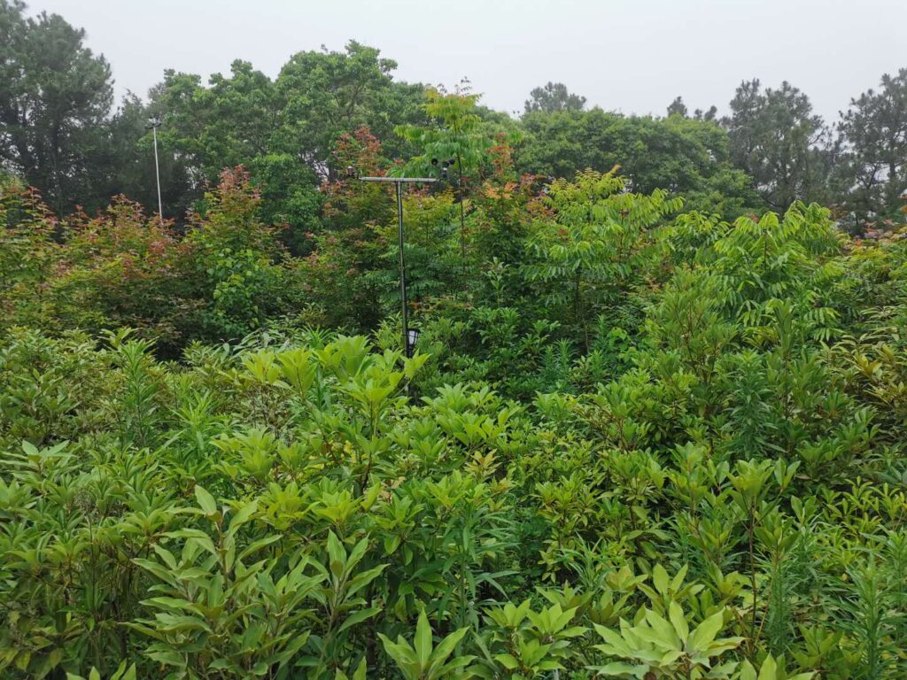 The Crucial Role of Biodiversity in Moist Forest Ecosystems