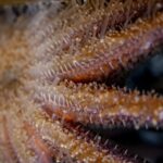 Unraveling the Mystery: The Source of Sea Star Wasting Disease Identified