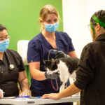 Bridging the Gap: Enhancing Health Services for Homeless Youth Through Human-Animal Care Integration