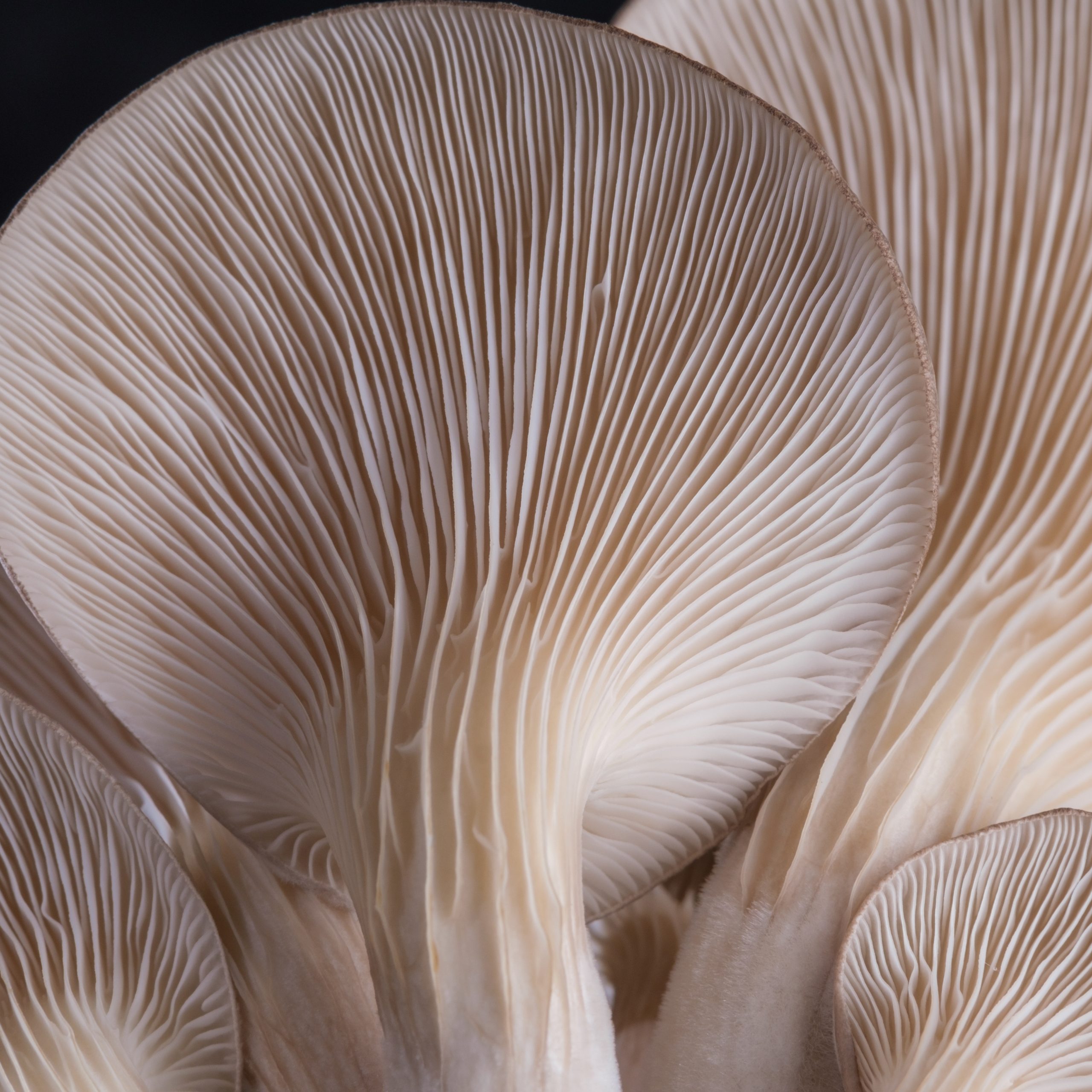 Fungal Compound Fuels Microbial Activity Associated with Colorectal Cancer