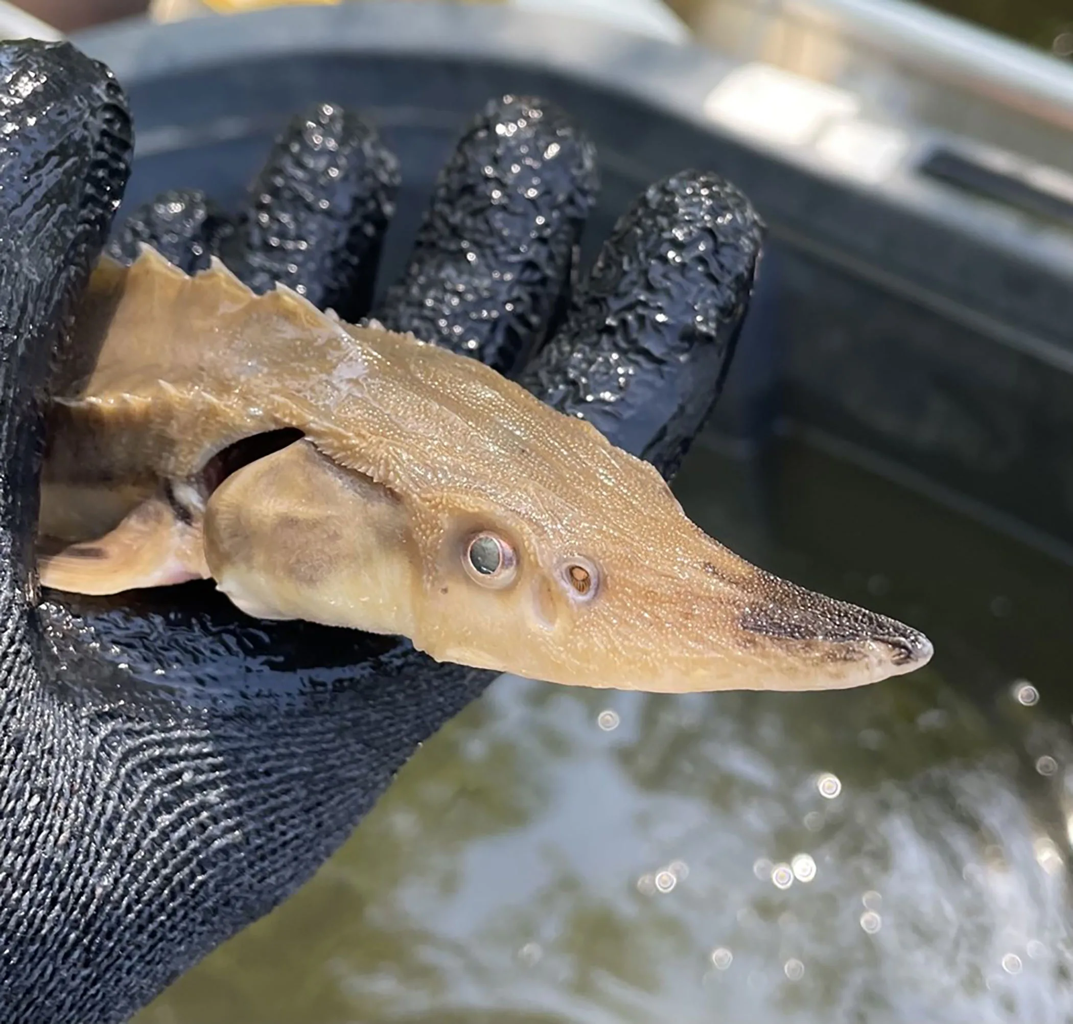 Coosa River Sees a Resurgence of Lake Sturgeon Population