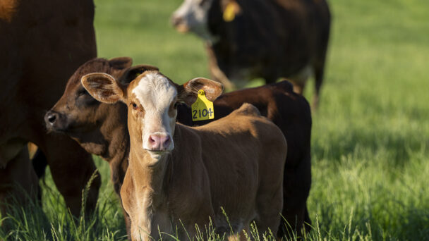 Exploring the Link Between Cattle Diets and Salmonella Levels: A Texas A&M Study