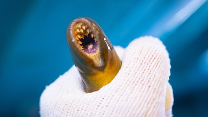 Unlocking Evolution: Insights from a Jawless Vertebrate Parasite on Thyroid Origins