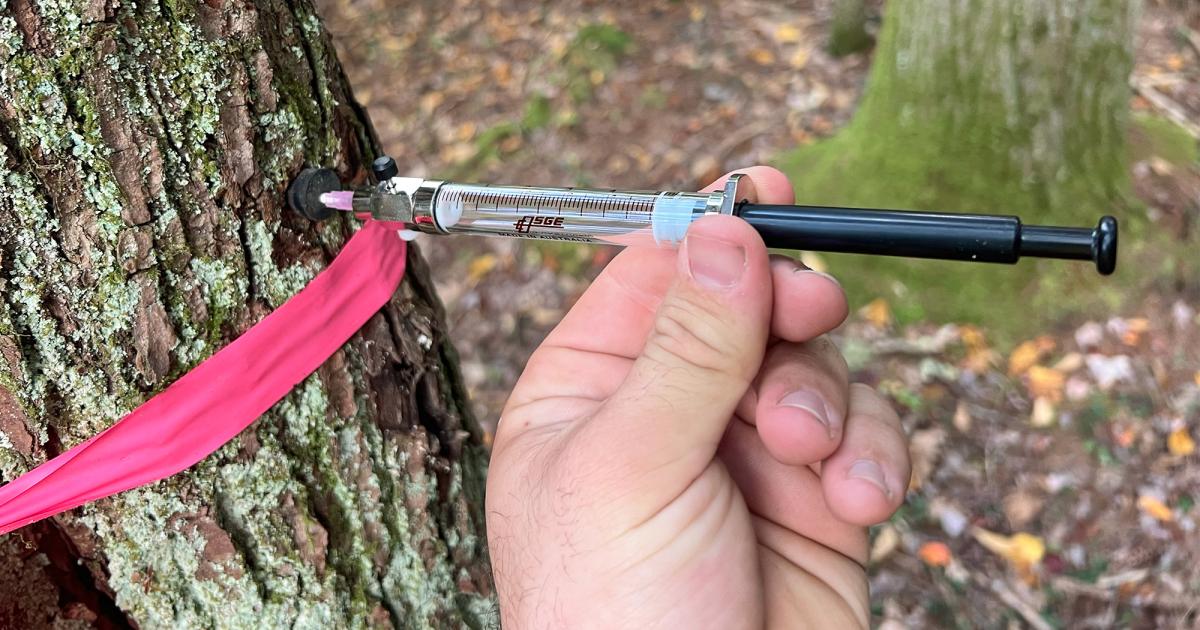 Groundbreaking Study Uncovers Vibrant Microbial Ecosystems Within Trees