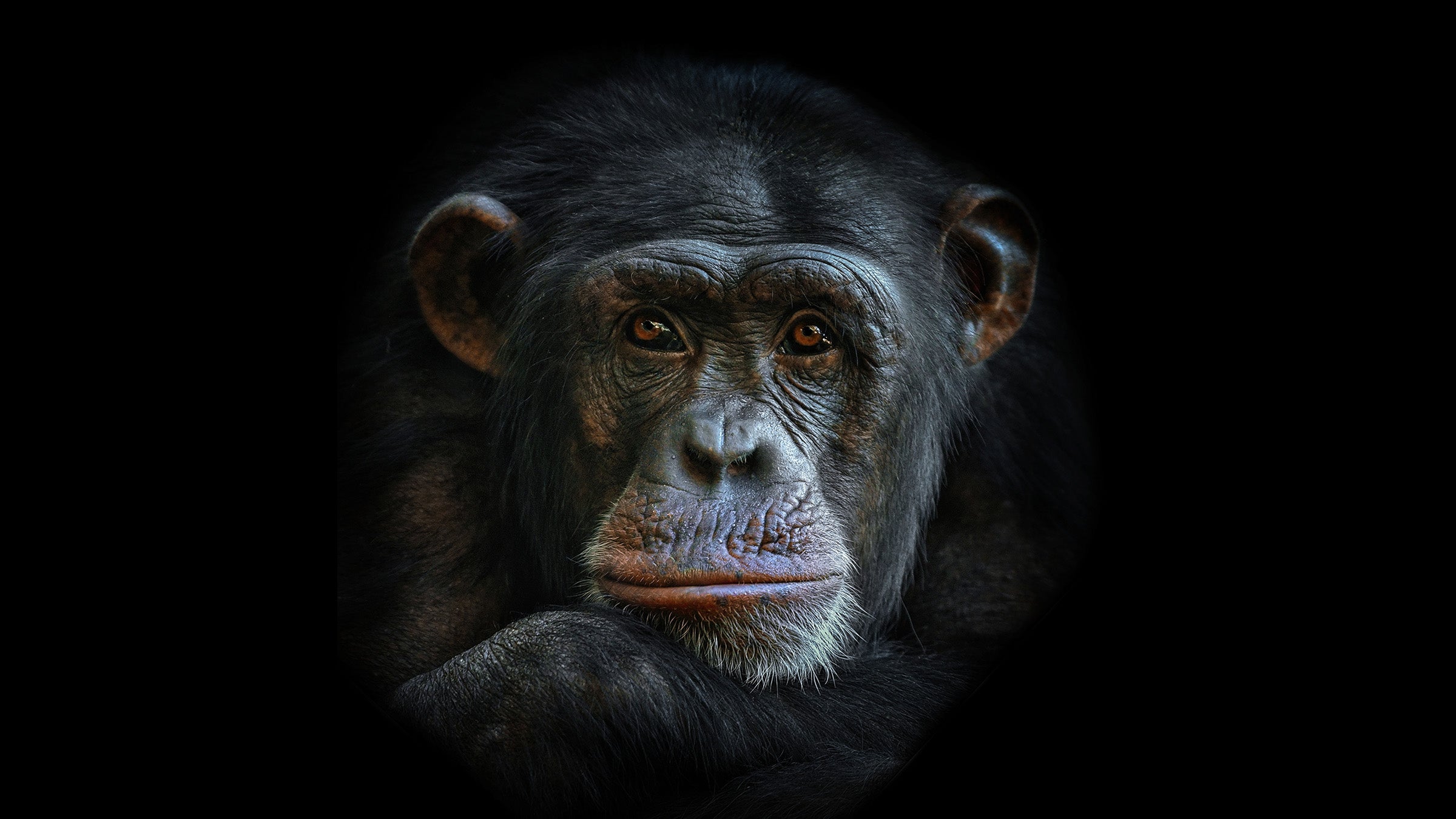 Insights from Our Primate Cousins: A Peek into Human Behavior