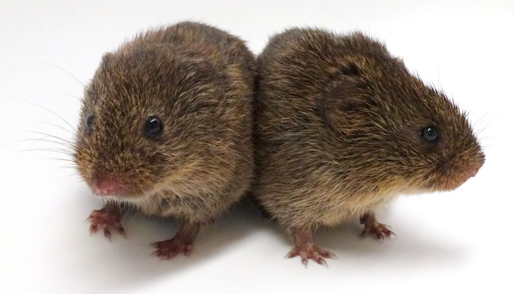 Is Oxytocin the Key to Friendship?