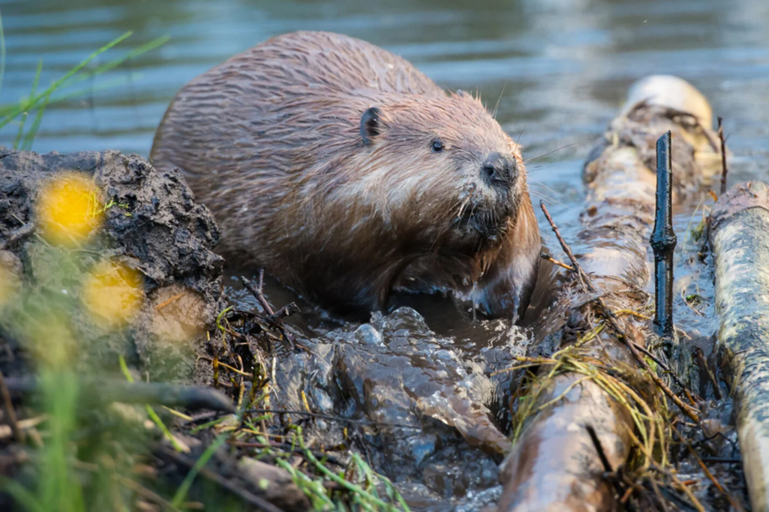 Reviving Ecosystems: The Critical Role of Beavers in Environmental Restoration