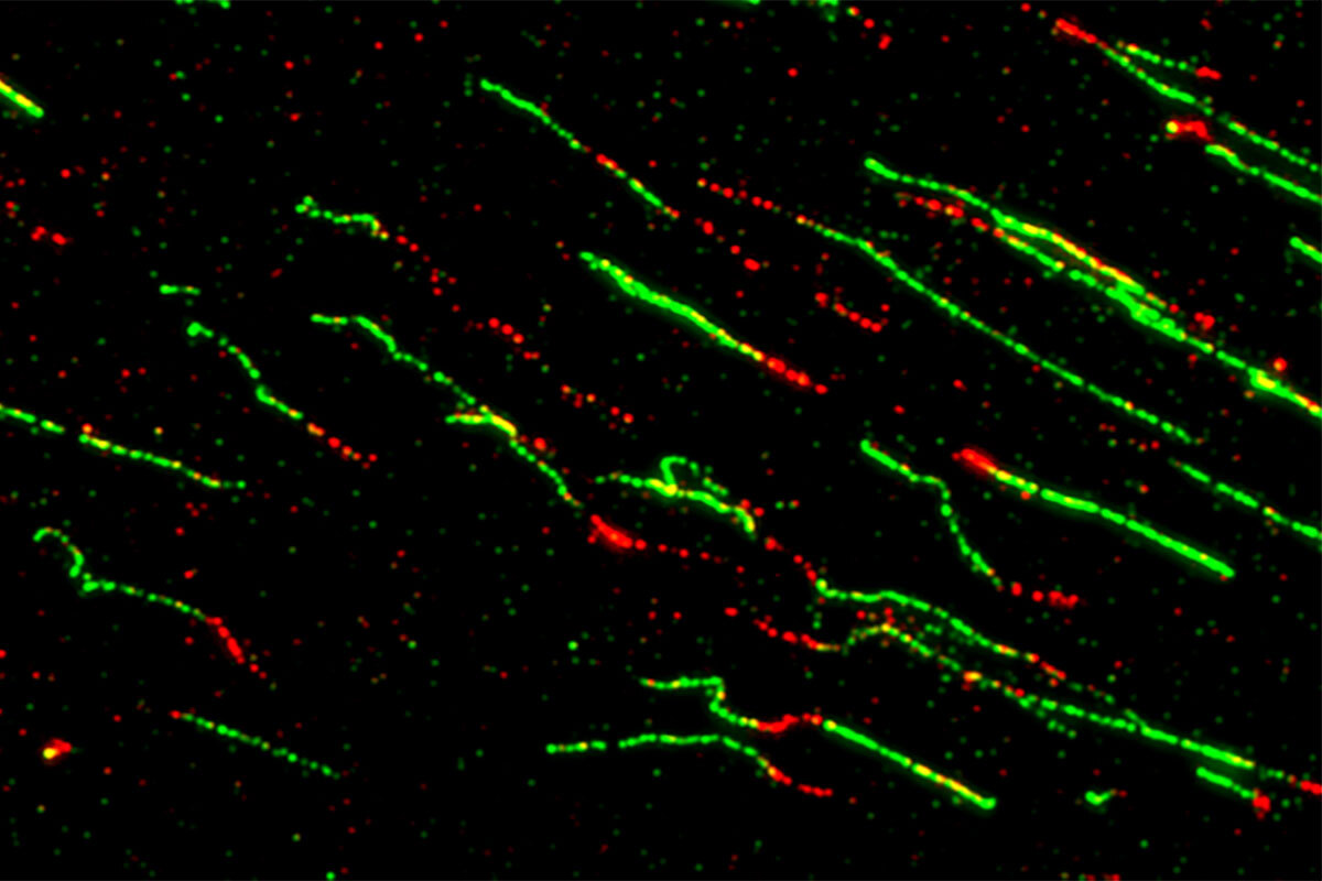 Harnessing Genomic Weaknesses: How Breast Cancer Treatments Target Tumor Deficiencies