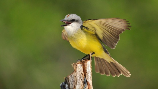 Birdwatching Milestone: Lab of Ornithology Celebrates 2 Billion Sightings and 3 Million Audio Recordings