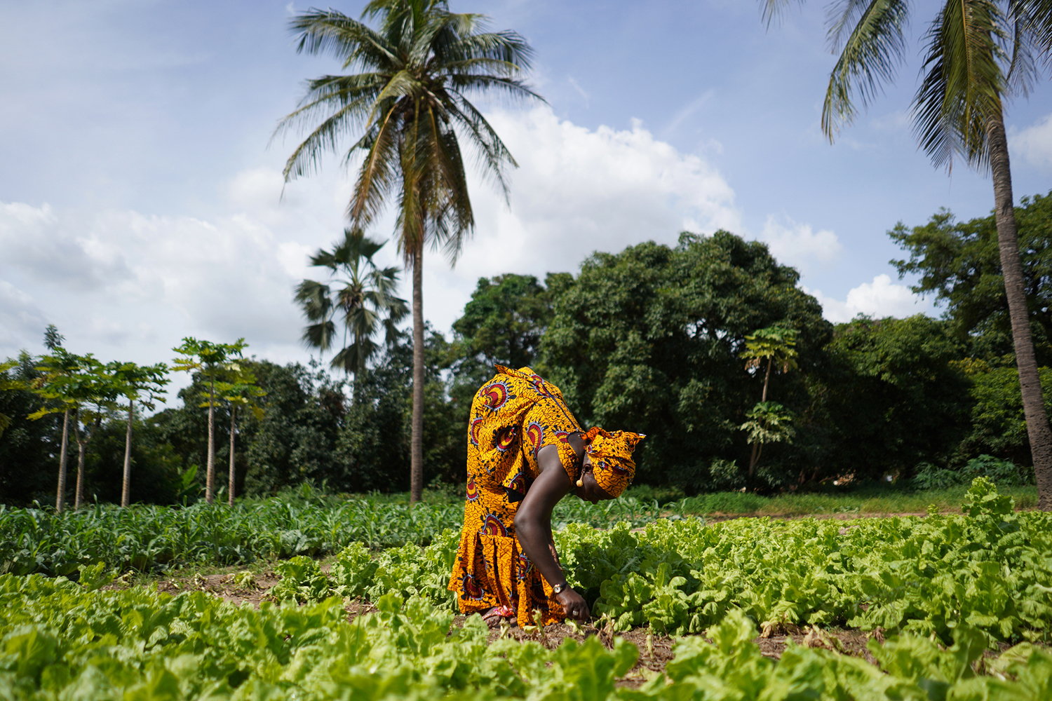 Revolutionary Technology Transforms Human Waste into Eco-Friendly Fertilizer