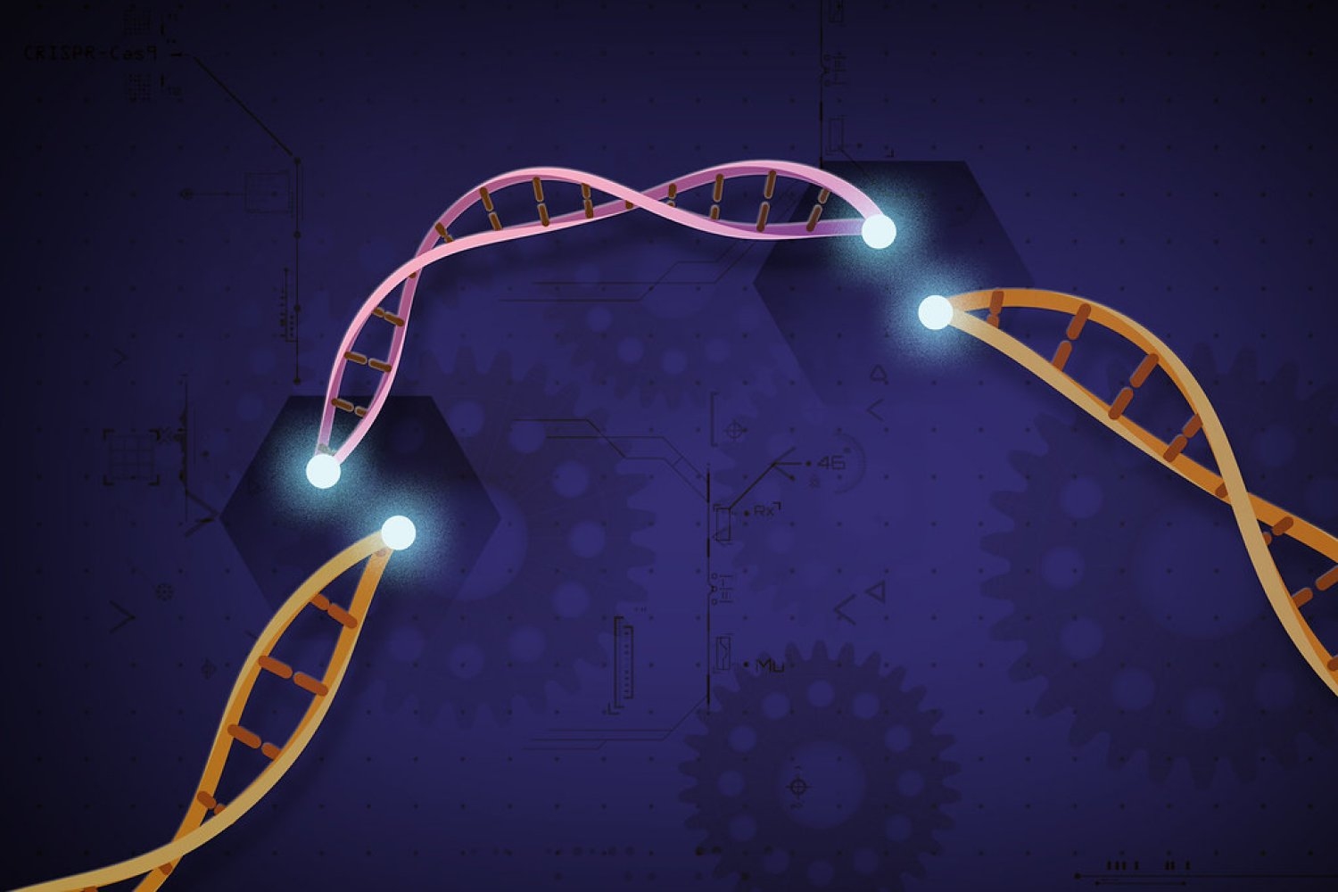 Enhancing Accuracy in Genome Editing Techniques