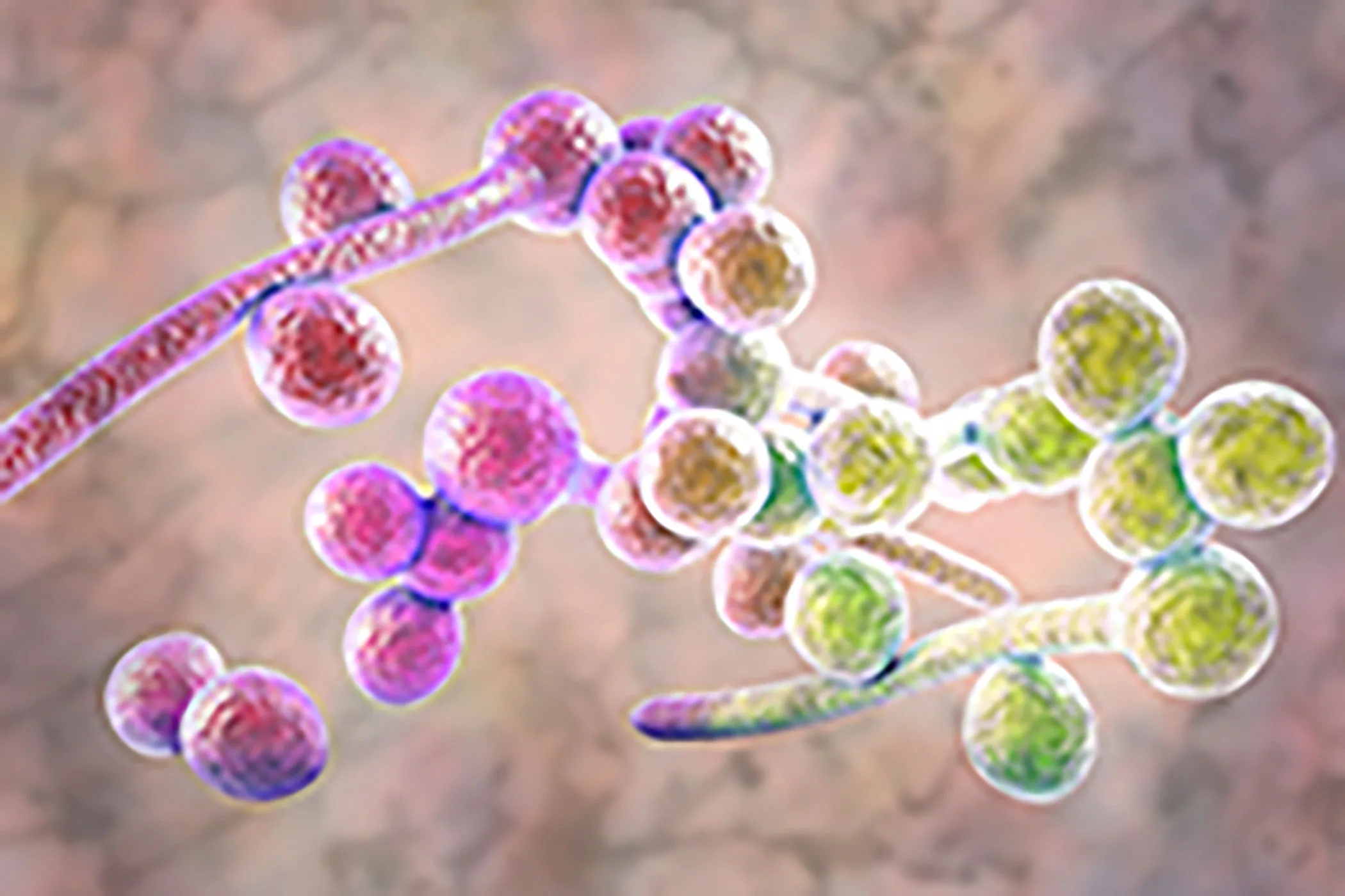 Life-Saving Equipment: A Hidden Breeding Ground for Dangerous Fungal Infections