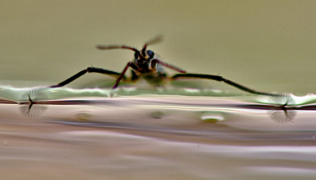 Inspiration from Nature: Ripple Bugs’ Winged Feet Lead to Innovative Miniature Robot Propulsion System