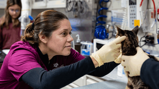 Navigating the Need for a Board-Certified Veterinary Specialist: When is the Right Time?
