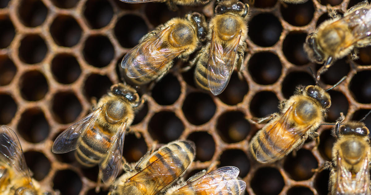 UK researcher’s work understanding honey bees receives prestigious grant